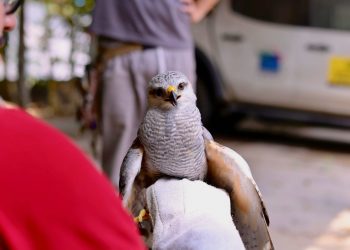 FOTOS: Moisés Henrique/Ipaam