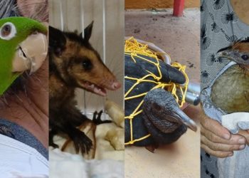 FOTOS : Divulgação/Ipaam