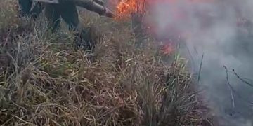Foto: IBAMA