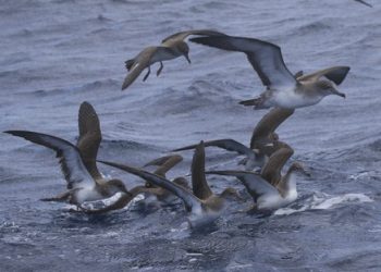 Cagarra-de-cabo-verde (Calonectris edwardsii) é uma ave marinha de média dimensão pertencente à família Procellariidae. Foto: Fabio Olmos