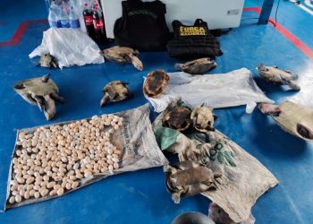 Foto: Divulgação/Ipaam