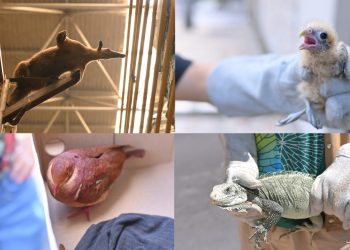 FOTOS : Henrique Almeida/Ipaam