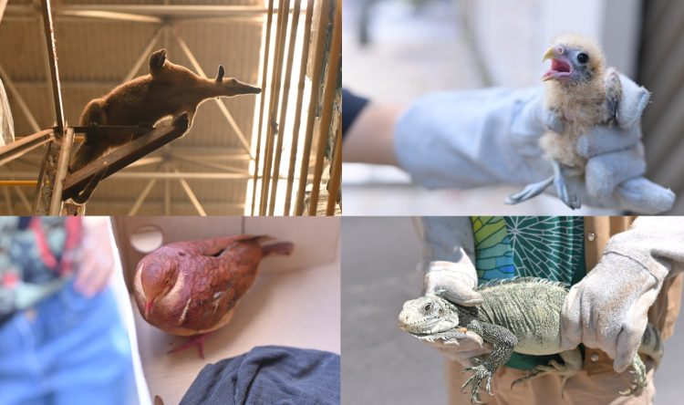 FOTOS : Henrique Almeida/Ipaam