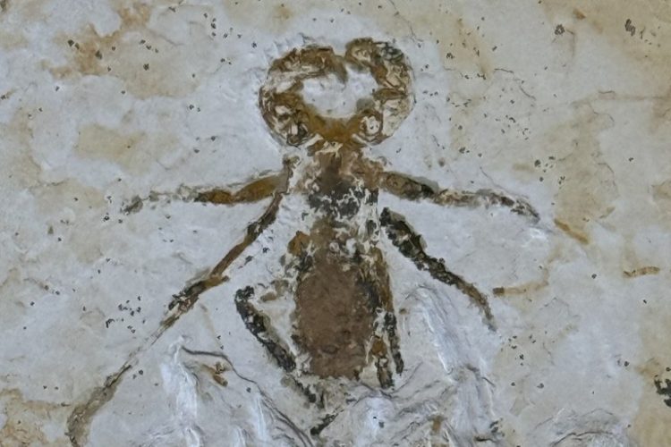 Fóssil do Mesoproctus rowlandi está de volta ao Brasil após 29 anos Foto: Diego Monteiro/Divulgação