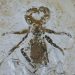 Fóssil do Mesoproctus rowlandi está de volta ao Brasil após 29 anos Foto: Diego Monteiro/Divulgação
