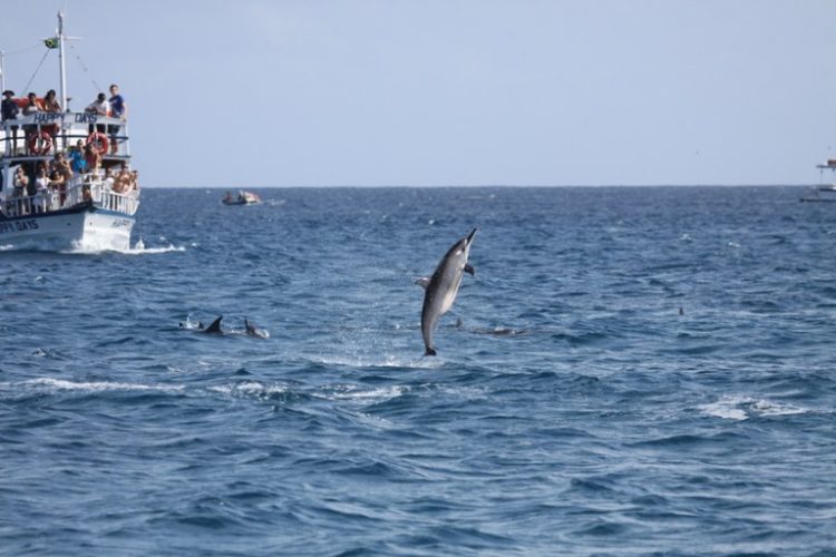 Golfinhos em águas de Fernando de Noronha (PE) - Foto: Divulgação/ICMBio