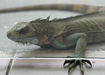 Foto: Divulgação/Ipaam