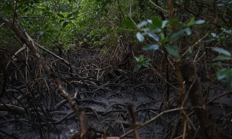 © Fernando Frazão/Agência Brasil