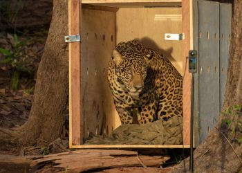 Fotos: Joedi Porto e Antonio Humberto/Seped.