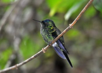 Foto: Rede de ONGs da Mata Atlântica