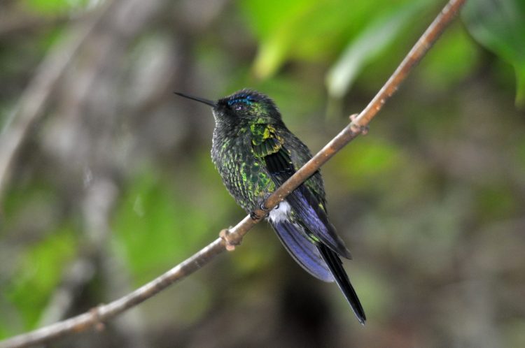 Foto: Rede de ONGs da Mata Atlântica