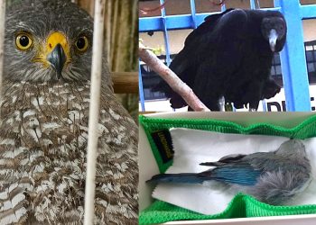 FOTOS: Divulgação/Ipaam