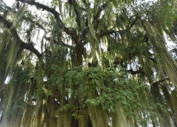 Foto: Rede de ONGs da Mata Atlântica