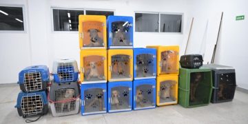 Fotos: Divulgação/Secretaria de Estado de Proteção Animal
