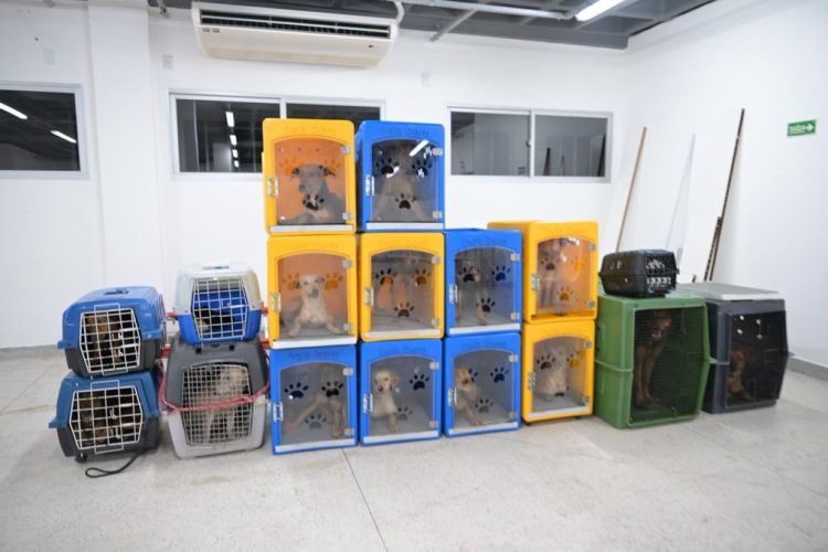 Fotos: Divulgação/Secretaria de Estado de Proteção Animal