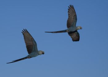 Casal de ararinhas-azuis próximas ao criadouro antes da captura - Foto: Miguel Monteiro