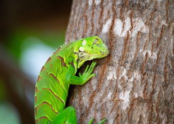 Iguana solta na caatinga norte-mineira - Foto: Cetas Montes Claros/Ibama