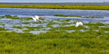 A espécie Natalus macrourus está ameaçada de extinção no Brasil - Foto: Jennifer Barros