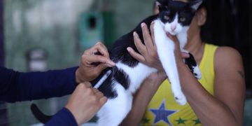 Fotos - Divulgação / Semsa