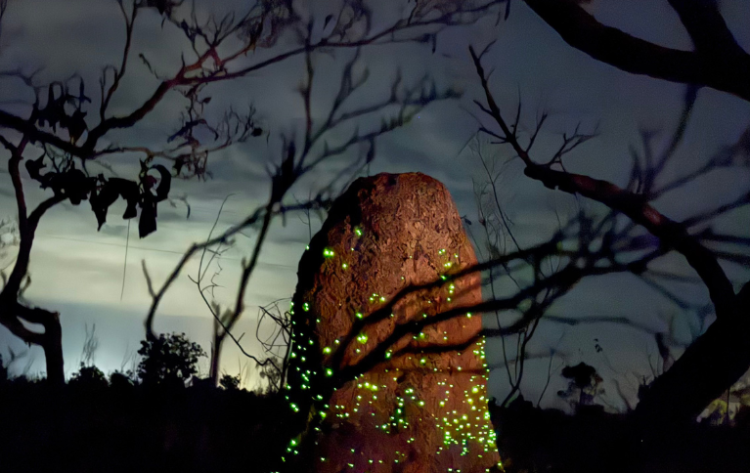 A região onde o parque está localizado possui baixa poluição luminosa, o que favorece atividades de astroturismo - Foto: Divulgação/Parna das Emas