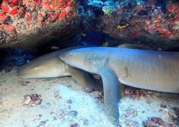 O tubarão-lixa é considerado quase ameaçados no Oceano Atlântico Ocidental por causa de sua situação vulnerável na América do Sul. Foto:Athila Bertoncini