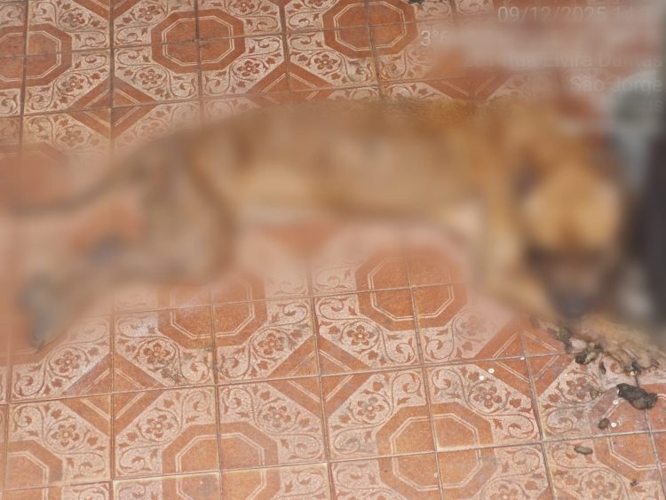 FOTO: Erlon Rodrigues e Divulgação/PC-AM