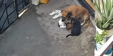 Cachorros resgatados. (Foto: Divulgação/PC-AM)