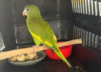 FOTOS: Divulgação/Ipaam