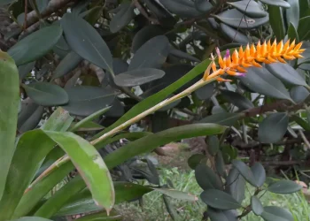 © Bruno Rezende/JBRJ