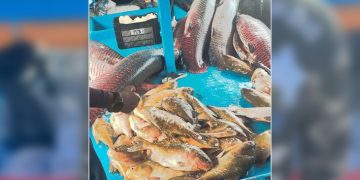 Foto: Divulgação/SSP-AM