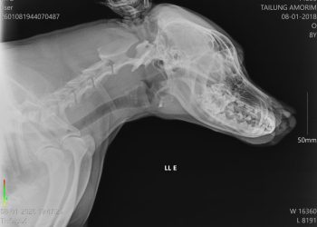 Fotos: Divulgação/Secretaria de Estado de Proteção Animal