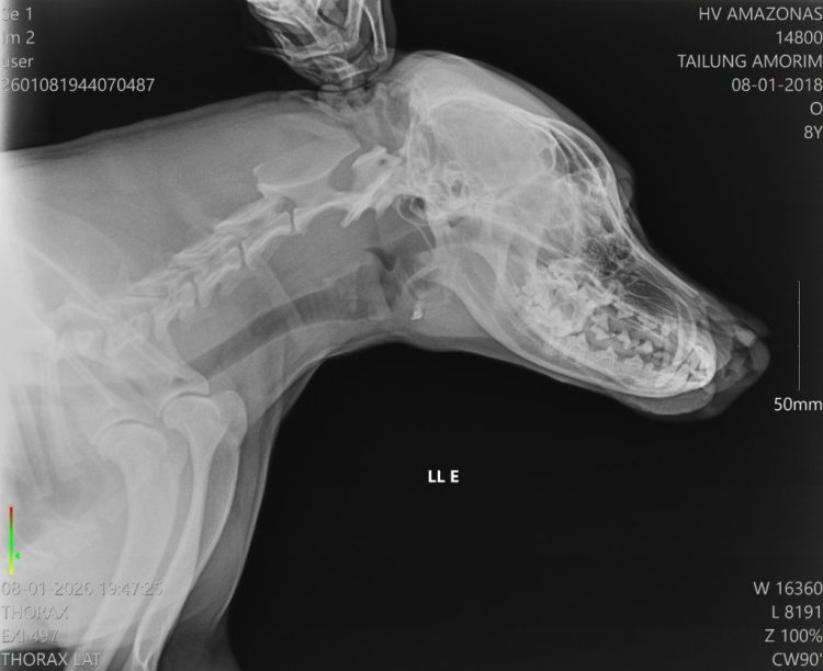 Fotos: Divulgação/Secretaria de Estado de Proteção Animal