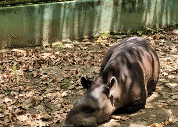 Foto: Divulgação/Arquivo pessoal Diana Nunes de Oliveira