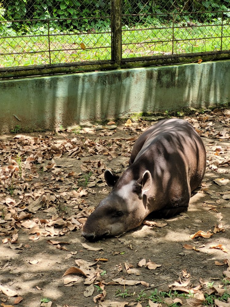 Foto: Divulgação/Arquivo pessoal Diana Nunes de Oliveira