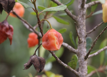 O Crinodendron brasiliense é conhecido como cinzeiro-pataguá - Foto: Divulgação