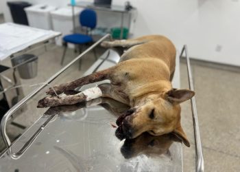 Fotos: Divulgação/Sepet
