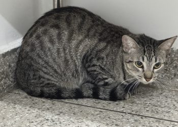 Fotos: Divulgação/Sepet