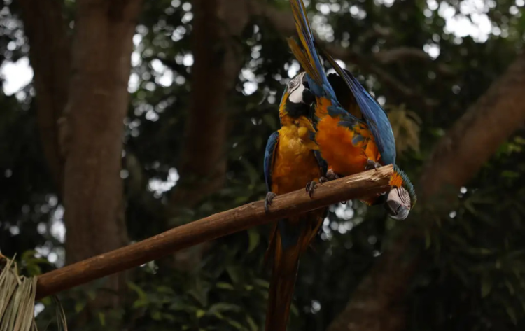 Esta é uma das aves mais emblemáticas do Brasil, predonimante nos biomas Amazônia, Cerrado e Pantanal - Foto: Fernando Frazão/Agência Brasil