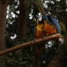 Esta é uma das aves mais emblemáticas do Brasil, predonimante nos biomas Amazônia, Cerrado e Pantanal - Foto: Fernando Frazão/Agência Brasil