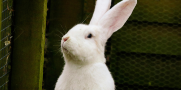 Foto: Reprodução/Canva