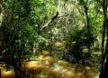 A rica biodiversidade da Amazônia é fonte de recursos estratégicos para novos insumos agrícolas e farmacêuticos, e produtos biotecnológicos de última geração. Foto: Felipe Rosa