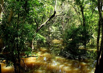 A rica biodiversidade da Amazônia é fonte de recursos estratégicos para novos insumos agrícolas e farmacêuticos, e produtos biotecnológicos de última geração. Foto: Felipe Rosa