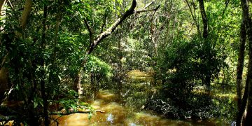 A rica biodiversidade da Amazônia é fonte de recursos estratégicos para novos insumos agrícolas e farmacêuticos, e produtos biotecnológicos de última geração. Foto: Felipe Rosa