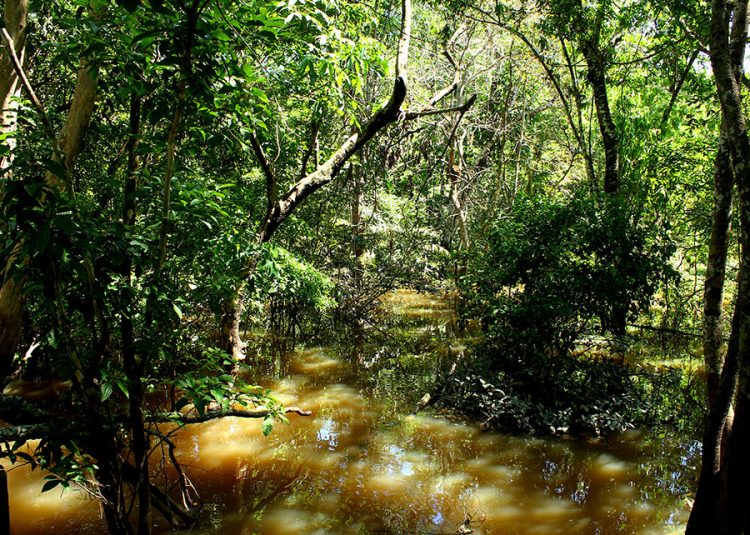 A rica biodiversidade da Amazônia é fonte de recursos estratégicos para novos insumos agrícolas e farmacêuticos, e produtos biotecnológicos de última geração. Foto: Felipe Rosa