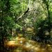 A rica biodiversidade da Amazônia é fonte de recursos estratégicos para novos insumos agrícolas e farmacêuticos, e produtos biotecnológicos de última geração. Foto: Felipe Rosa
