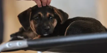 Sensibilização é porta de entrada para combater violência contra animais - Foto Paulo Pinto/Agência Brasil
