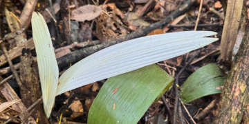 Registro raro de palmeira-urucuri albina na Estação Ecológica Rio Acre (AC). A ausência de clorofila resulta na coloração branca das folhas, um fenômeno raramente observado em ambiente de floresta nativa - Foto: Rita Portela