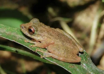 © ZOOTAXA/Divulgação