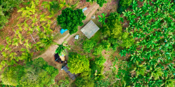 Imagem aérea mostra uma pequena propriedade rural em Jacupiranga com diversos cultivos (Obtenção da Imagem: Thiago Santos)