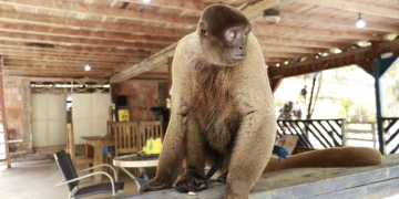 FOTOS: José Narbaes/Ipaam